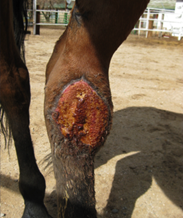 After PowerHeal (5 Months after Injury)