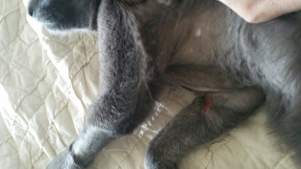 After PowerHeal (11 Days)