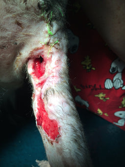 After PowerHeal (9 Days)