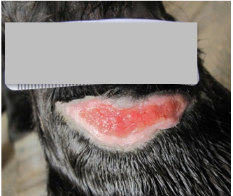 After PowerHeal (12 Days)