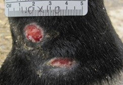 After PowerHeal (18 Days)