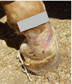 After PowerHeal (18 Days)