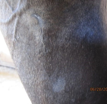 After PowerHeal - Both Wounds (Day 19)