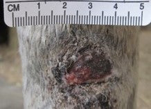 After PowerHeal (21 Days)