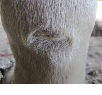 After PowerHeal (21 Days)