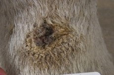 After PowerHeal (21 Days)