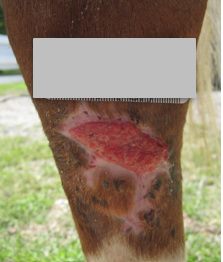 After PowerHeal (24 Days)