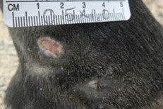 After PowerHeal (25 Days)