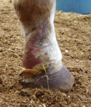 After PowerHeal (26 Days)