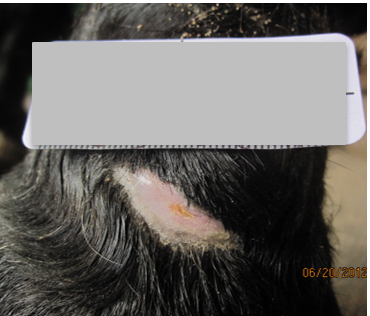 After PowerHeal (28 Days)