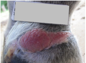 After PowerHeal (35 Days)