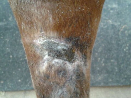 After PowerHeal (43 Days)