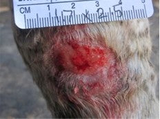 After PowerHeal (4 Days)