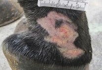 After PowerHeal (4 Days)