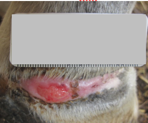 After PowerHeal (56 Days)