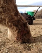 After PowerHeal (74 Days)