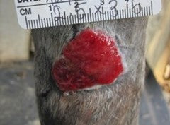 After PowerHeal (7 Days)