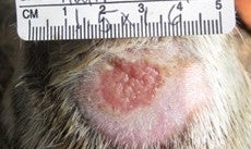 After PowerHeal (7 Days)