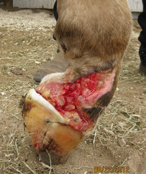 Before PowerHeal (Five Days after Injury)