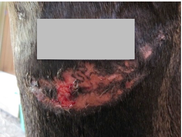 Before PowerHeal – Wound A