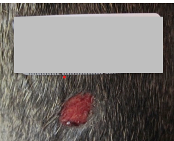 Before PowerHeal – Wound B