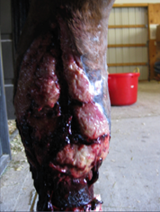 Before PowerHeal (8 Weeks after Injury)